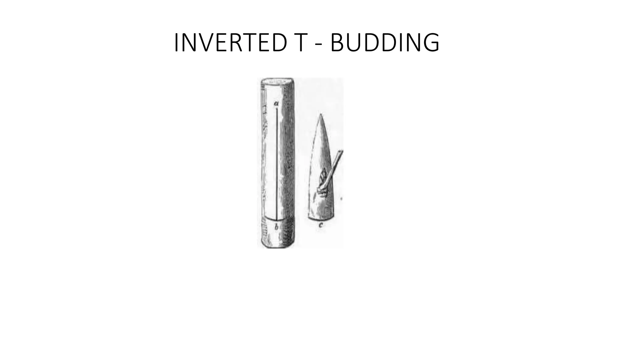 INVERTED T - BUDDING
 