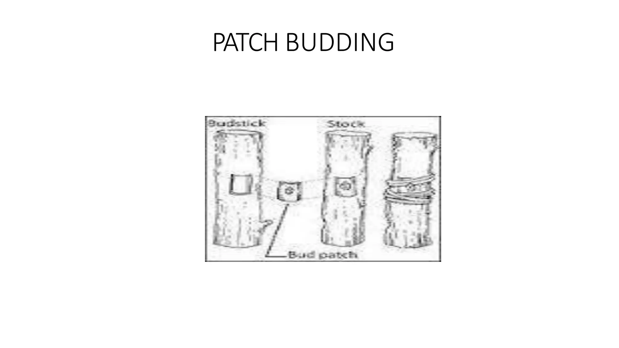 PATCH BUDDING
 