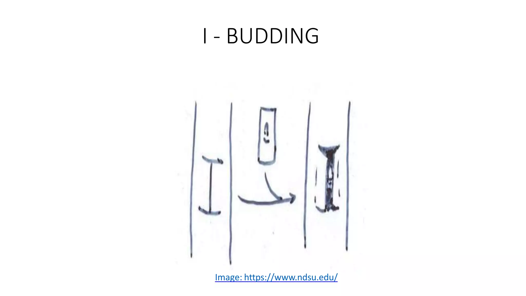 I - BUDDING
Image: https://www.ndsu.edu/
 