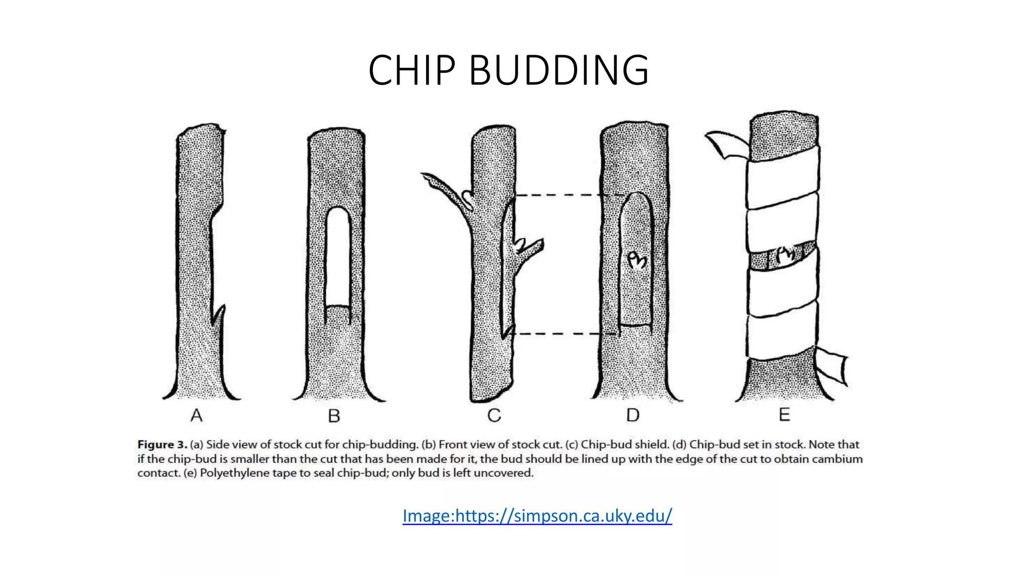 CHIP BUDDING
Image:https://simpson.ca.uky.edu/
 