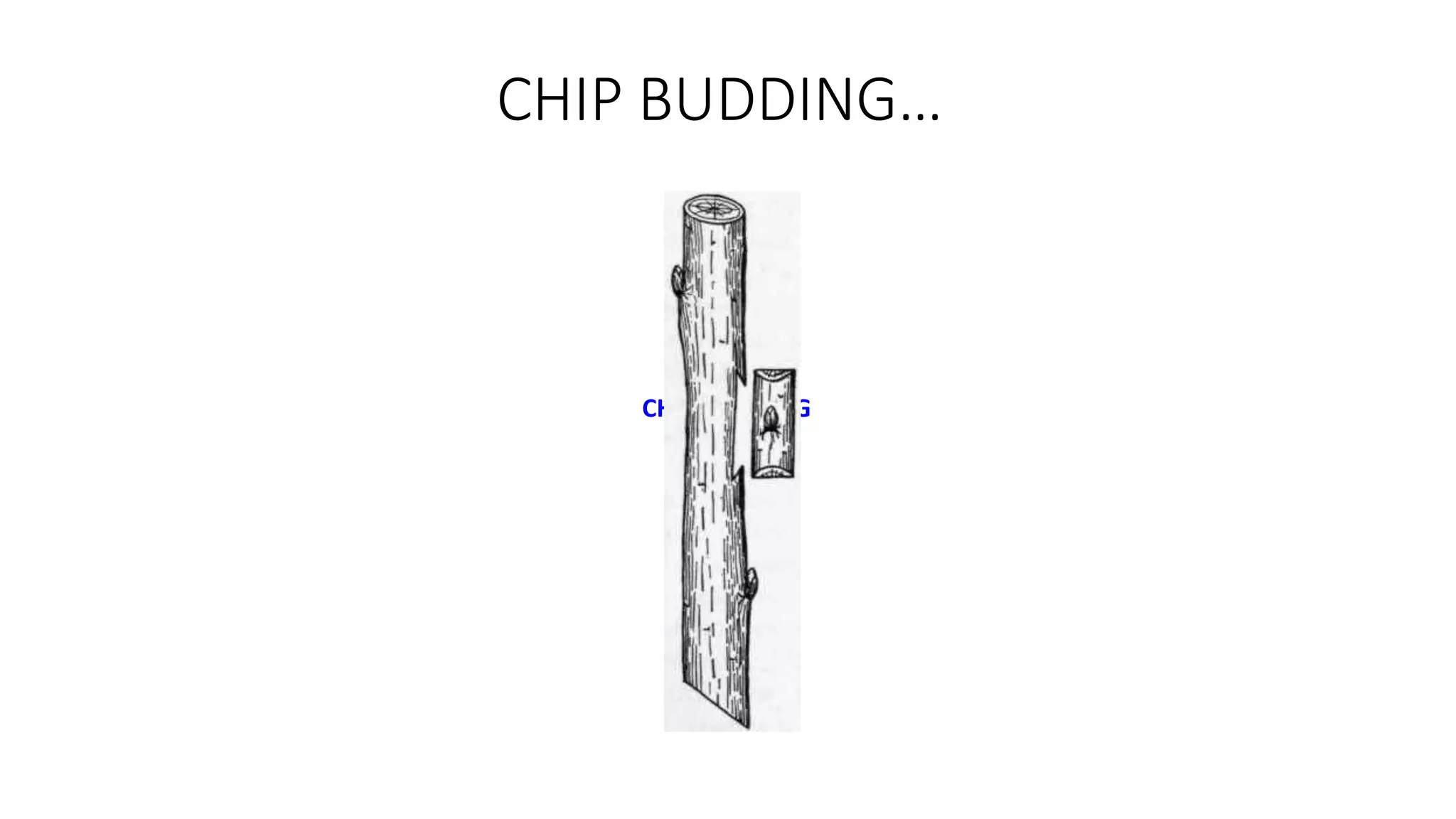 CHIP BUDDING…
CHIP BUDDING
 
