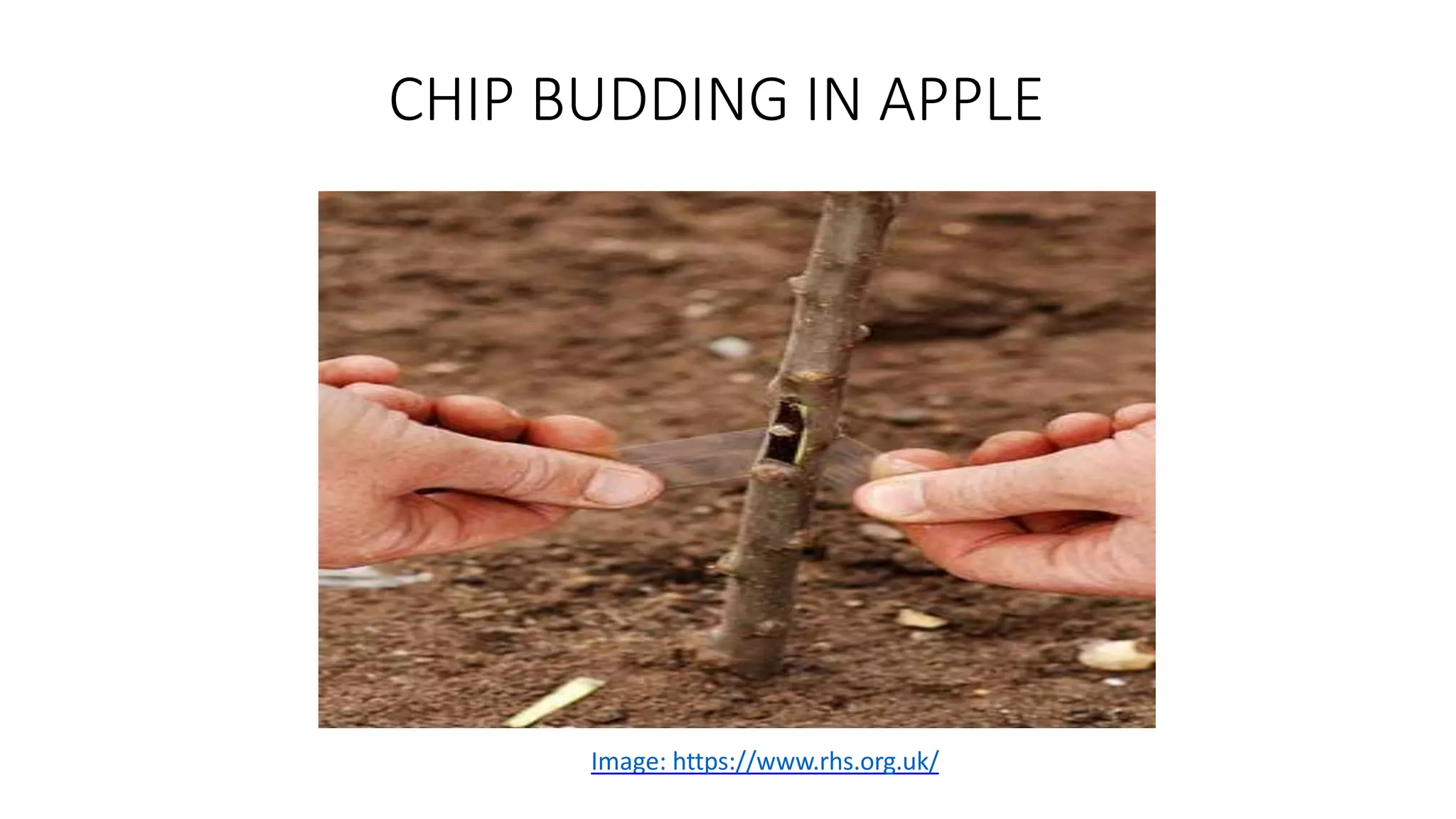 CHIP BUDDING IN APPLE
Image: https://www.rhs.org.uk/
 