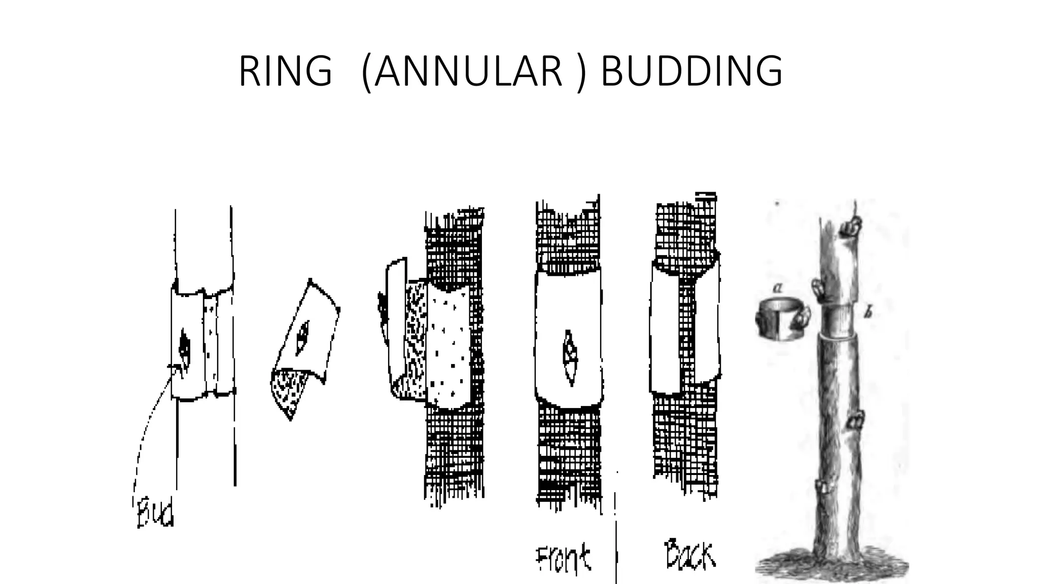 RING (ANNULAR ) BUDDING
 