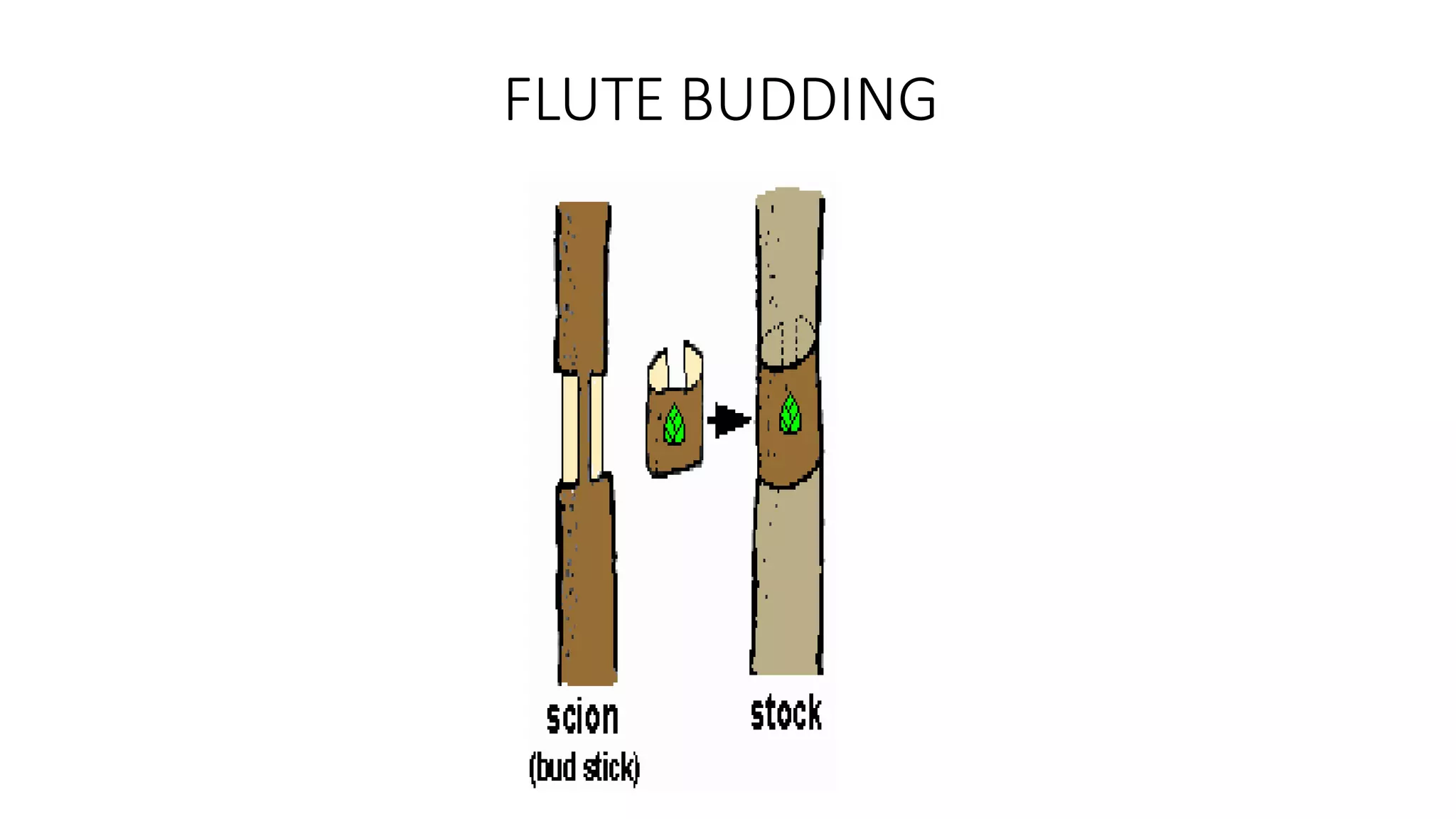FLUTE BUDDING
 