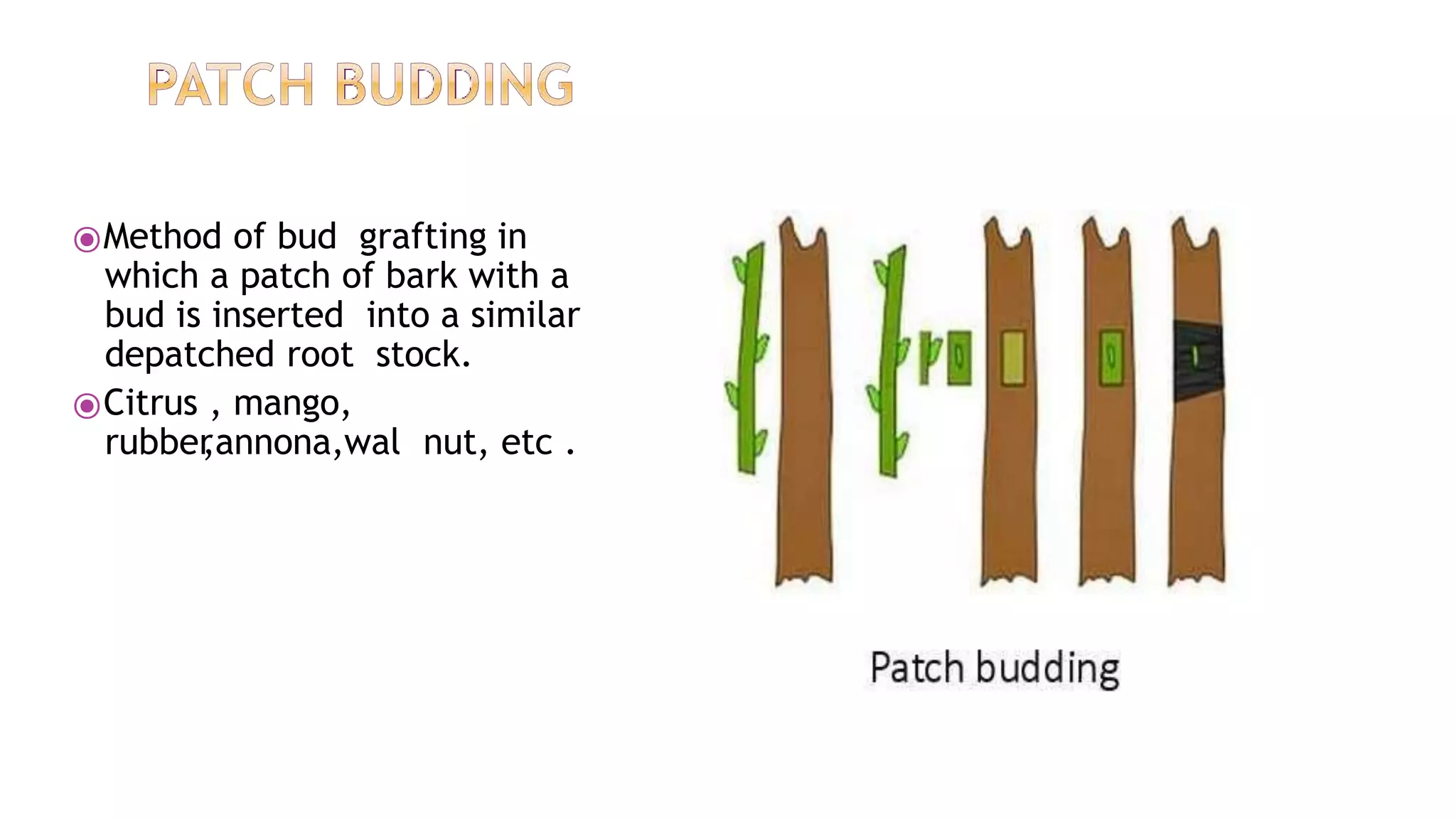 ⦿Method of bud grafting in
which a patch of bark with a
bud is inserted into a similar
depatched root stock.
⦿Citrus , mango,
rubber
,annona,wal nut, etc .
 
