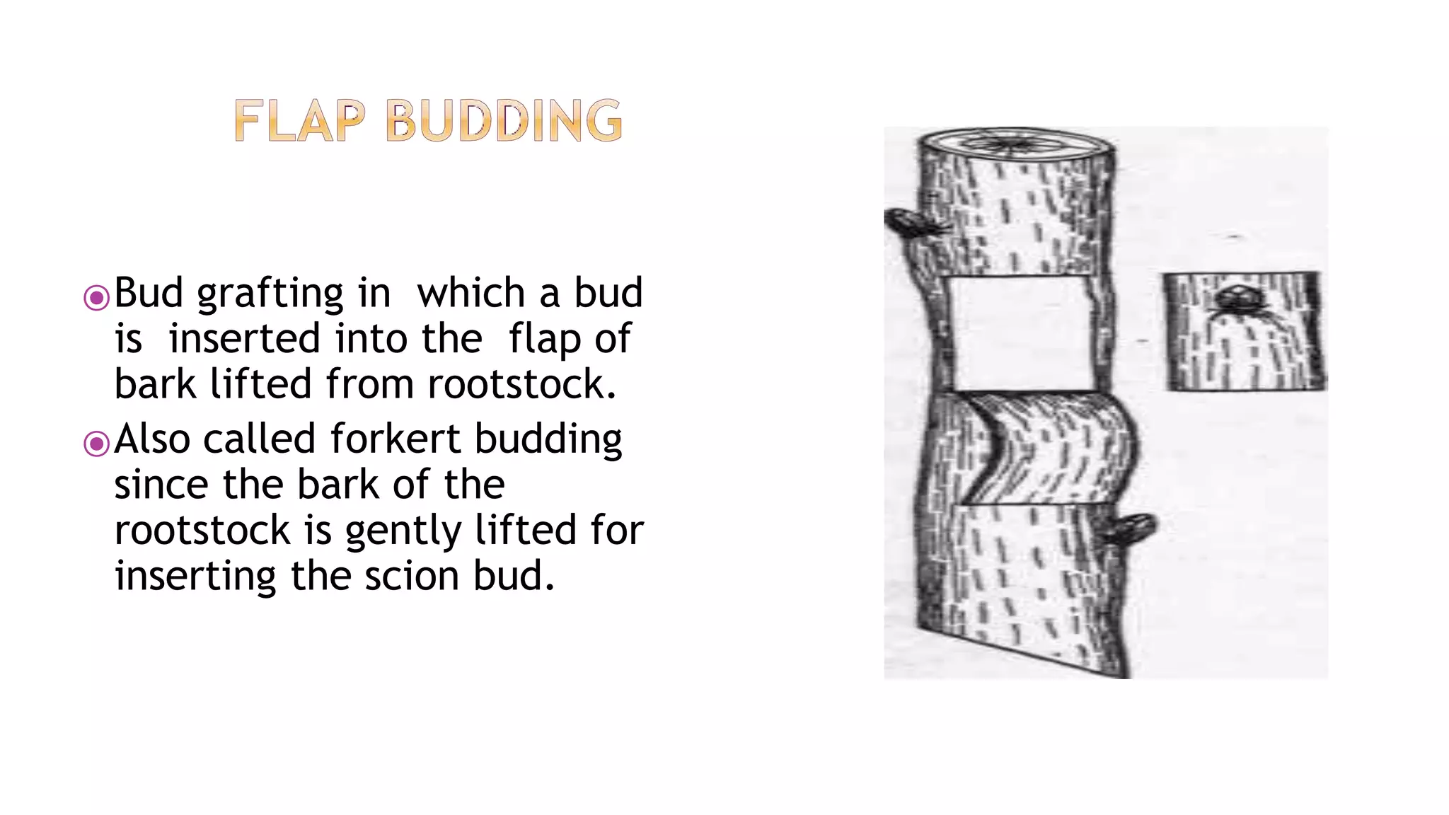 ⦿Bud grafting in which a bud
is inserted into the flap of
bark lifted from rootstock.
⦿Also called forkert budding
since the bark of the
rootstock is gently lifted for
inserting the scion bud.
 