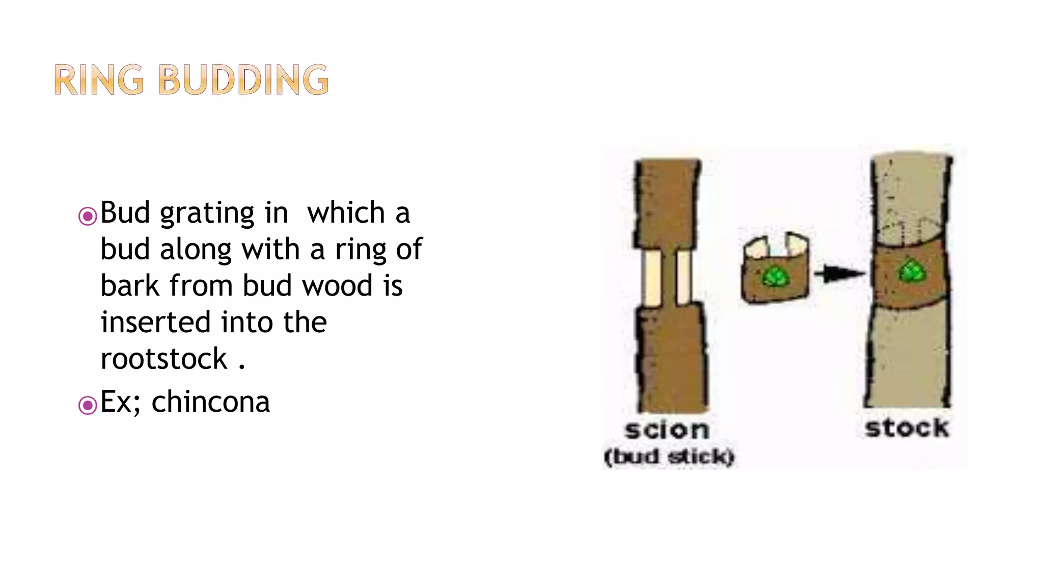 ⦿Bud grating in which a
bud along with a ring of
bark from bud wood is
inserted into the
rootstock .
⦿Ex; chincona
 