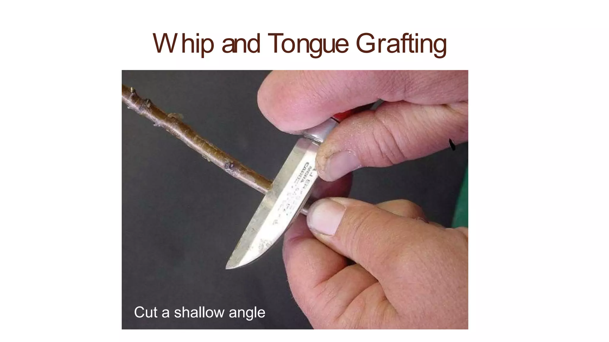 Whip and Tongue Grafting
Cut a shallow angle
 