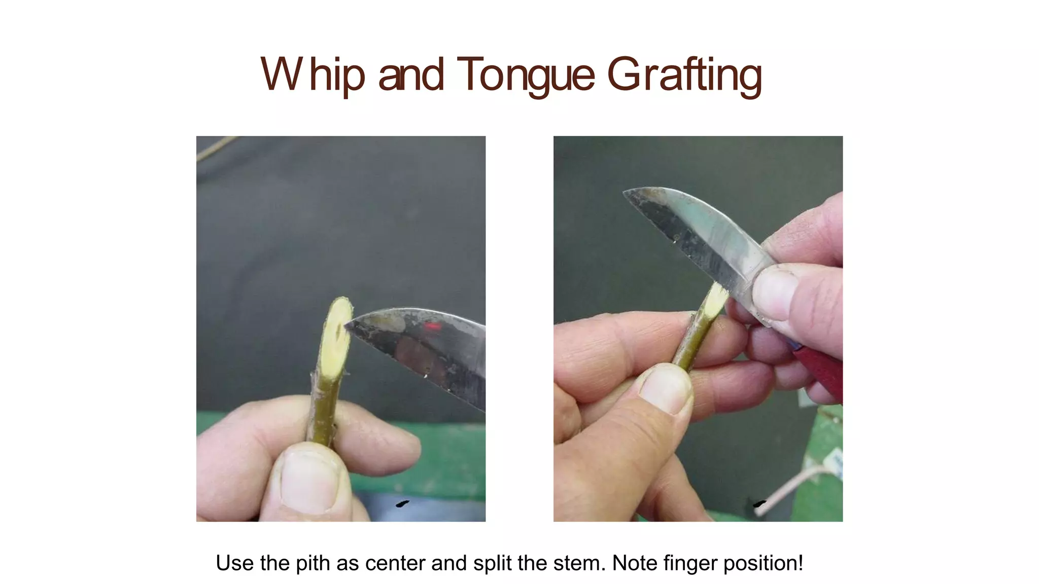 Whip and Tongue Grafting
Use the pith as center and split the stem. Note finger position!
 