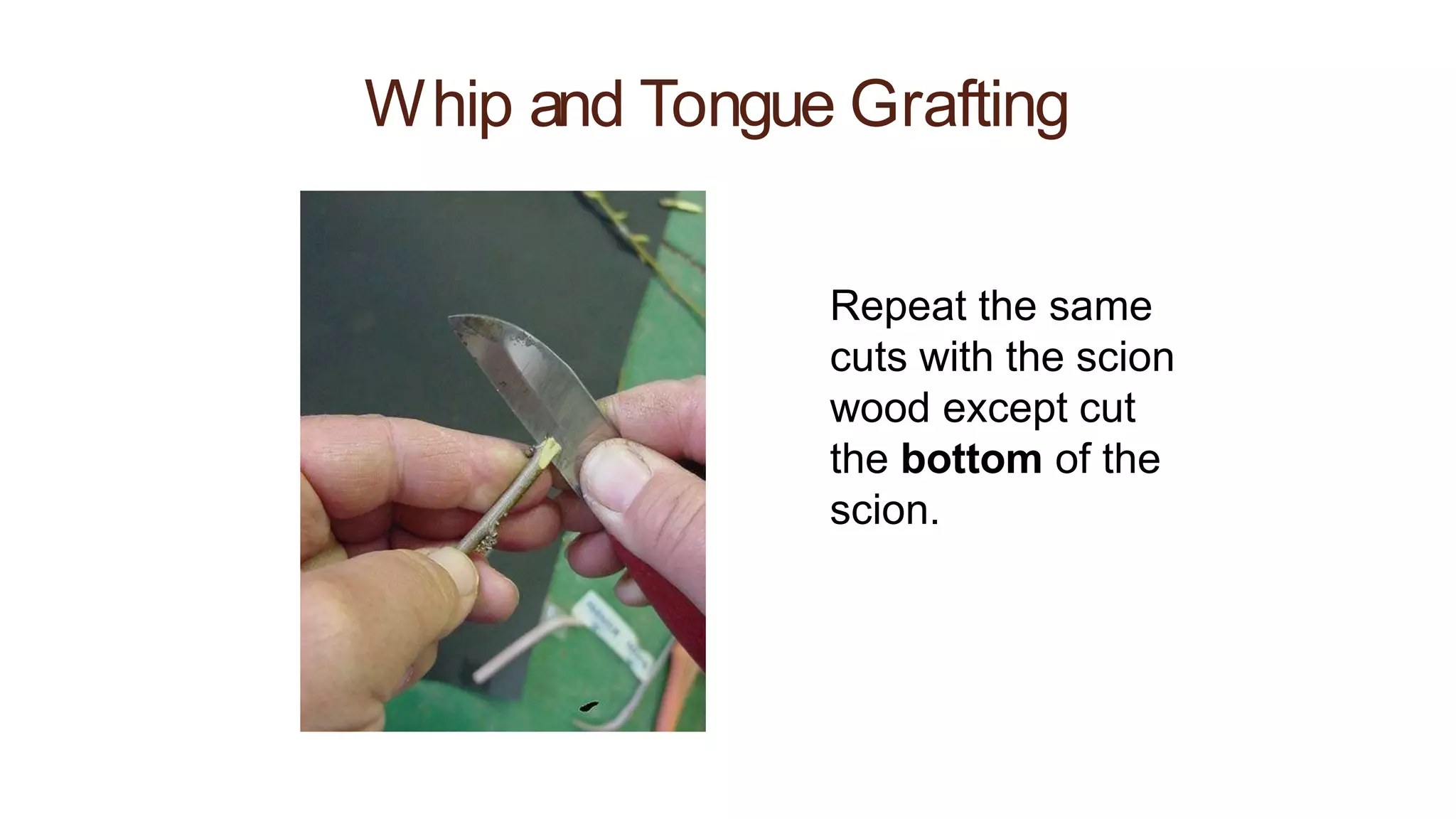 Whip and Tongue Grafting
Repeat the same
cuts with the scion
wood except cut
the bottom of the
scion.
 
