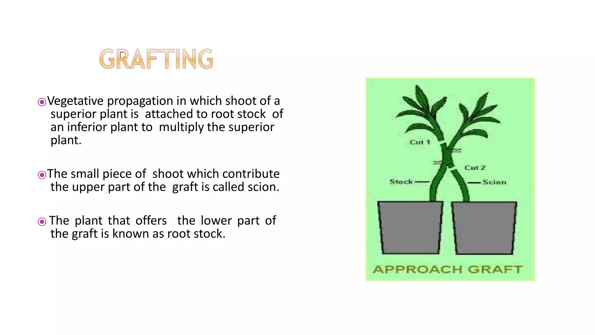 ⦿Vegetative propagation in which shoot of a
superior plant is attached to root stock of
an inferior plant to multiply the superior
plant.
⦿The small piece of shoot which contribute
the upper part of the graft is called scion.
⦿ The plant that offers the lower part of
the graft is known as root stock.
 