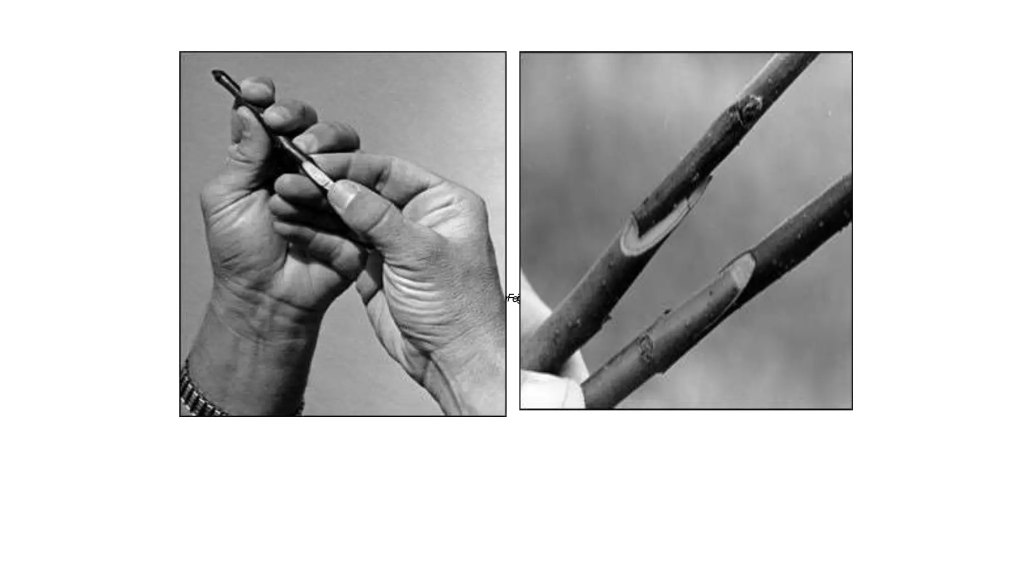 Figure 1 Figure 3A (left), FigurFeig3uBre(ri2gAht()top), Figure 2B (bottom)
 