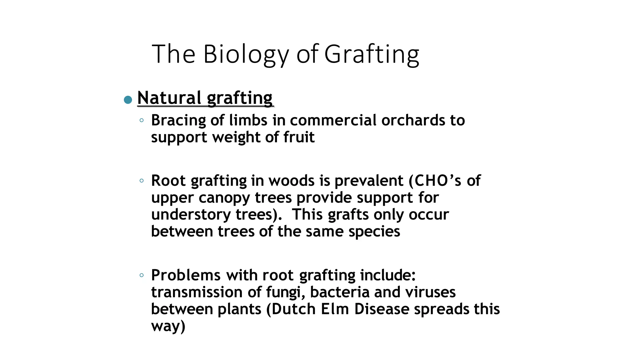 The Biology of Grafting
● Natural grafting
◦ Bracing of limbs in commercial orchards to
support weight of fruit
◦ Root grafting in woods is prevalent (CHO’s of
upper canopy trees provide support for
understory trees). This grafts only occur
between trees of the same species
◦ Problems with root grafting include:
transmission of fungi, bacteria and viruses
between plants (Dutch Elm Disease spreads this
way)
 