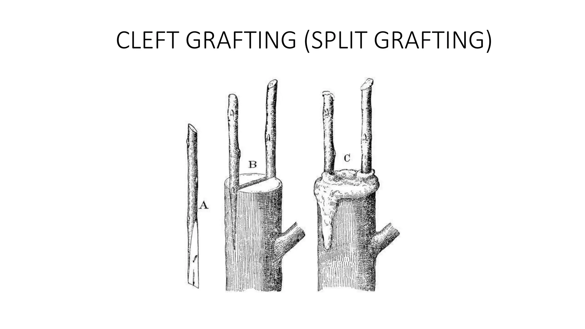CLEFT GRAFTING (SPLIT GRAFTING)
 