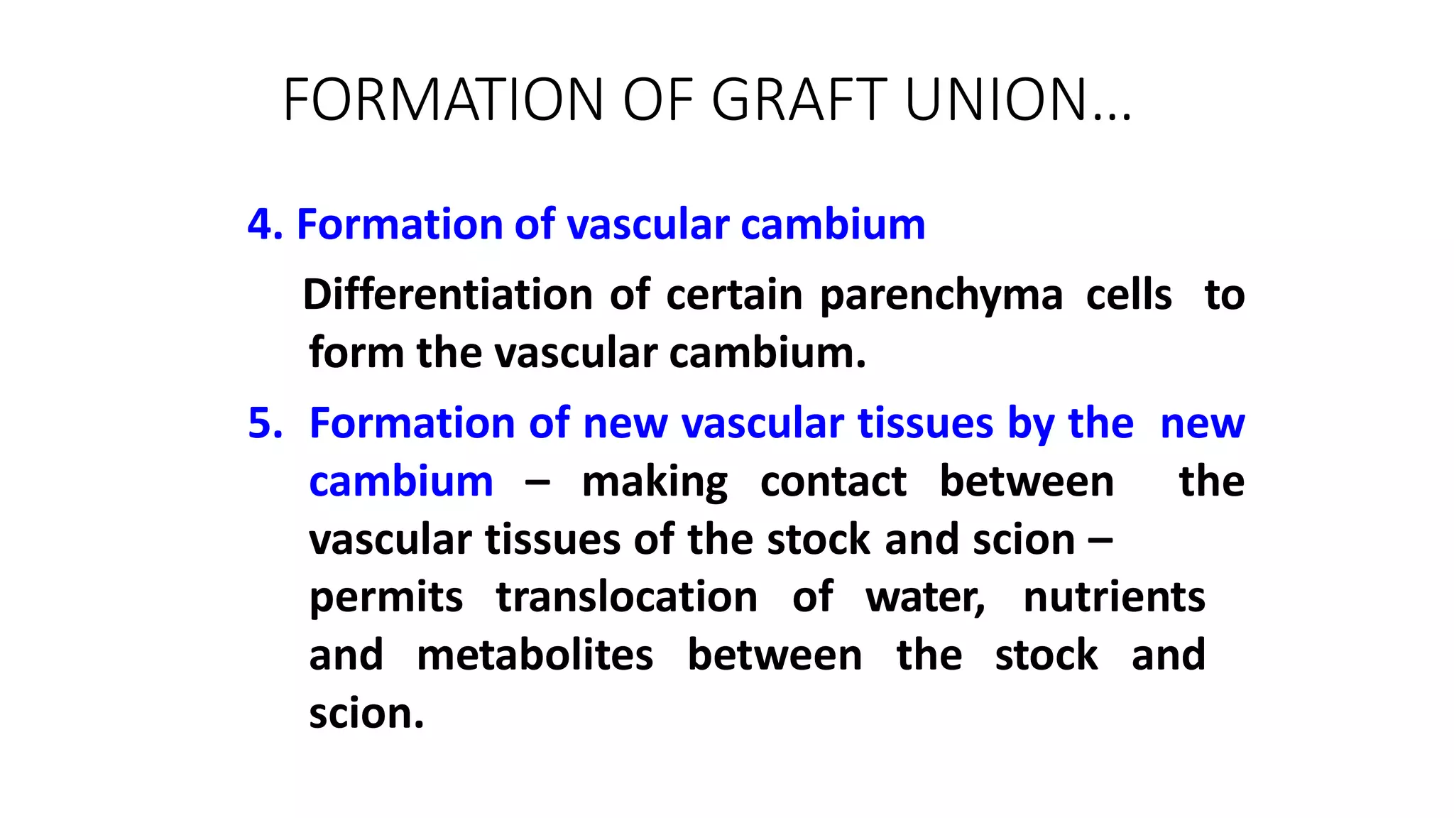FORMATION OF GRAFT UNION…
4. Formation of vascular cambium
Differentiation of certain parenchyma cells to
form the vascular cambium.
5. Formation of new vascular tissues by the new
cambium – making contact between the
vascular tissues of the stock and scion –
nutrients
and metabolites between
permits translocation of water,
the stock and
scion.
 