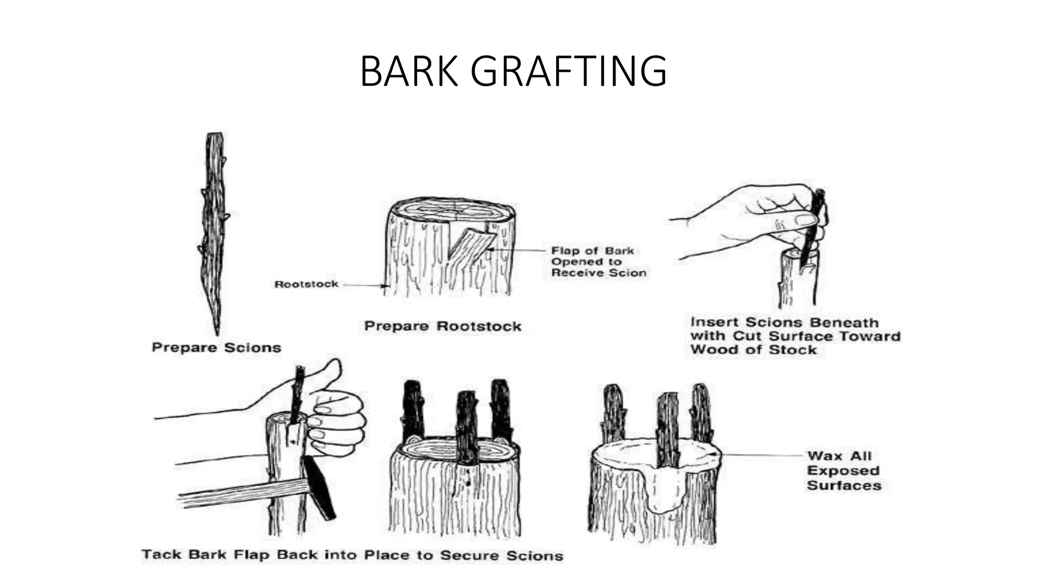 BARK GRAFTING
 