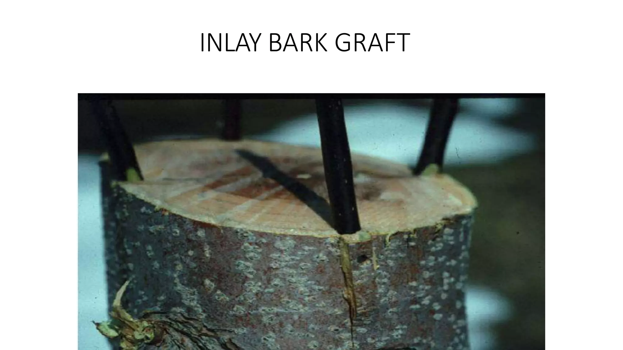 INLAY BARK GRAFT
 