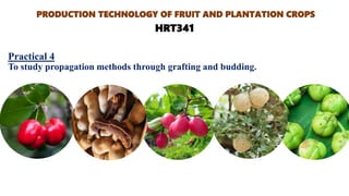 Practical 4
To study propagation methods through grafting and budding.
PRODUCTION TECHNOLOGY OF FRUIT AND PLANTATION CROPS
HRT341
 