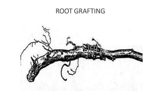 ROOT GRAFTING
 