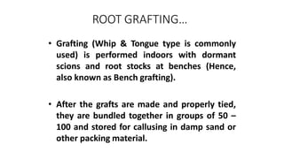 ROOT GRAFTING…
• Grafting (Whip & Tongue type is commonly
used) is performed indoors with dormant
scions and root stocks at benches (Hence,
also known as Bench grafting).
• After the grafts are made and properly tied,
they are bundled together in groups of 50 –
100 and stored for callusing in damp sand or
other packing material.
 