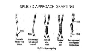 SPLICED APPROACH GRAFTING
 
