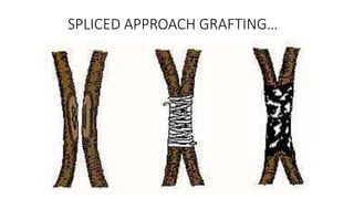SPLICED APPROACH GRAFTING…
 