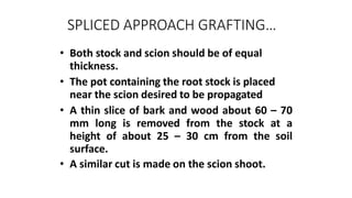 SPLICED APPROACH GRAFTING…
• Both stock and scion should be of equal
thickness.
• The pot containing the root stock is placed
near the scion desired to be propagated
• A thin slice of bark and wood about 60 – 70
mm long is removed from the stock at a
height of about 25 – 30 cm from the soil
surface.
• A similar cut is made on the scion shoot.
 