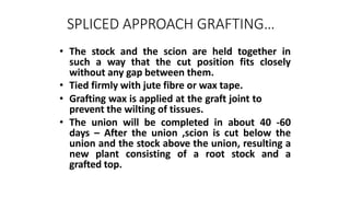 SPLICED APPROACH GRAFTING…
• The stock and the scion are held together in
such a way that the cut position fits closely
without any gap between them.
• Tied firmly with jute fibre or wax tape.
• Grafting wax is applied at the graft joint to
prevent the wilting of tissues.
• The union will be completed in about 40 -60
days – After the union ,scion is cut below the
union and the stock above the union, resulting a
new plant consisting of a root stock and a
grafted top.
 