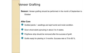Season: Veneer grafting should be performed in the month of September to
October
After Care
● Grafted plants / seedlings are kept humid and moist condition.
● Scion shoot starts sprouting in about 3 to 4 weeks.
● Polythene strip should be removed after the success of graft.
● Grafts ready for planting in 3 months. Success rate is 75 to 80 %.
Veneer Grafting
 