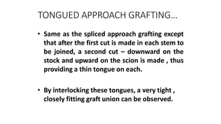 TONGUED APPROACH GRAFTING…
• Same as the spliced approach grafting except
that after the first cut is made in each stem to
be joined, a second cut – downward on the
stock and upward on the scion is made , thus
providing a thin tongue on each.
• By interlocking these tongues, a very tight ,
closely fitting graft union can be observed.
 