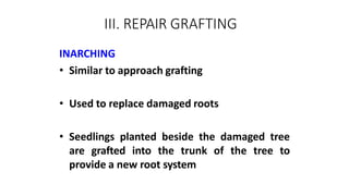 III. REPAIR GRAFTING
INARCHING
• Similar to approach grafting
• Used to replace damaged roots
• Seedlings planted beside the damaged tree
are grafted into the trunk of the tree to
provide a new root system
 