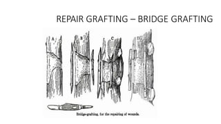 REPAIR GRAFTING – BRIDGE GRAFTING
 