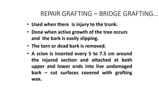 REPAIR GRAFTING – BRIDGE GRAFTING…
• Used when there is injury to the trunk.
• Done when active growth of the tree occurs
and the bark is easily slipping.
• The torn or dead bark is removed.
• A scion is inserted every 5 to 7.5 cm around
the injured section and attached at both
upper and lower ends into live undamaged
bark – cut surfaces covered with grafting
wax.
 