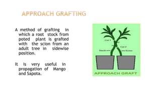A method of grafting in
which a root stock from
poted plant is grafted
with the scion from an
adult tree in sidewise
position.
It is very useful in
propagation of Mango
and Sapota.
 