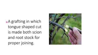 ⦿A grafting in which
tongue shaped cut
is made both scion
and root stock for
proper joining.
 