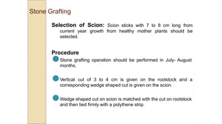 Stone Grafting
Selection of Scion: Scion sticks with 7 to 8 cm long from
current year growth from healthy mother plants should be
selected.
Procedure
●Stone grafting operation should be performed in July- August
months.
●Vertical cut of 3 to 4 cm is given on the rootstock and a
corresponding wedge shaped cut is given on the scion.
●Wedge shaped cut on scion is matched with the cut on rootstock
and then tied firmly with a polythene strip.
 