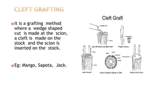 ⦿It is a grafting method
where a wedge shaped
cut is made at the scion,
a cleft is made on the
stock and the scion is
inserted on the stock.
⦿Eg: Mango, Sapota, Jack.
 