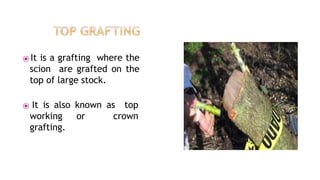 ⦿ It is a grafting where the
scion are grafted on the
top of large stock.
⦿ It is also known as top
working or crown
grafting.
 