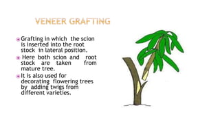 ⦿Grafting in which the scion
is inserted into the root
stock in lateral position.
⦿ Here both scion and root
stock are taken from
mature tree.
⦿It is also used for
decorating flowering trees
by adding twigs from
different varieties.
 