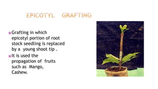 ⦿Grafting in which
epicotyl portion of root
stock seedling is replaced
by a young shoot tip .
⦿It is used the
propagation of fruits
such as Mango,
Cashew.
 