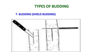 TYPES OF BUDDING
T- BUDDING (SHIELD BUDDING)
 