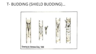 T- BUDDING (SHIELD BUDDING)…
 