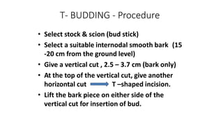 T- BUDDING - Procedure
• Select stock & scion (bud stick)
• Select a suitable internodal smooth bark (15
-20 cm from the ground level)
• Give a vertical cut , 2.5 – 3.7 cm (bark only)
• At the top of the vertical cut, give another
horizontal cut T –shaped incision.
• Lift the bark piece on either side of the
vertical cut for insertion of bud.
 