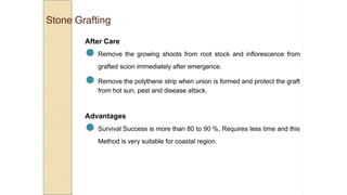 Stone Grafting
After Care
● Remove the growing shoots from root stock and inflorescence from
grafted scion immediately after emergence.
● Remove the polythene strip when union is formed and protect the graft
from hot sun, pest and disease attack.
Advantages
● Survival Success is more than 80 to 90 %, Requires less time and this
Method is very suitable for coastal region.
 