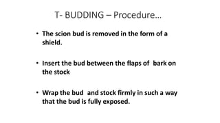 T- BUDDING – Procedure…
• The scion bud is removed in the form of a
shield.
• Insert the bud between the flaps of bark on
the stock
• Wrap the bud and stock firmly in such a way
that the bud is fully exposed.
 