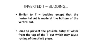 INVERTED T – BUDDING…
• Similar to T – budding except that the
horizontal cut is made at the bottom of the
vertical cut.
• Used to prevent the possible entry of water
from the top of the T- cut which may cause
rotting of the shield piece.
 