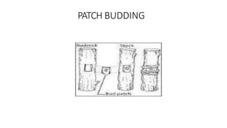 PATCH BUDDING
 
