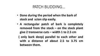PATCH BUDDING…
• Done during the period when the bark of
stock and scion slip easily.
• A rectangular patch of bark is completely
removed from the stock – on the stock plant
give 2 transverse cuts – width 1 to 2.5 cm
( only bark deep) parallel to each other and
with a distance of about 2.5 to 3.75 cm
between them.
 