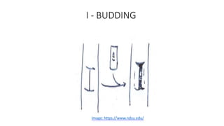 I - BUDDING
Image: https://www.ndsu.edu/
 