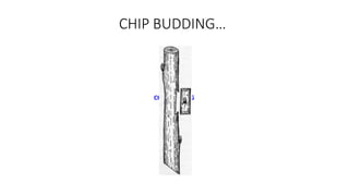 CHIP BUDDING…
CHIP BUDDING
 